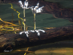 coot foot bathing.. by Sven Tramaux 